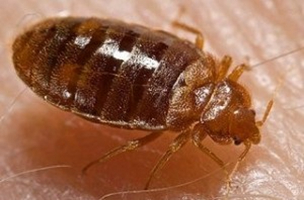 Bed_bug-2014-03-21a
