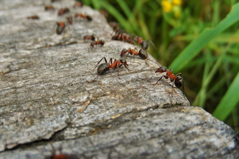 nature, ants, wood