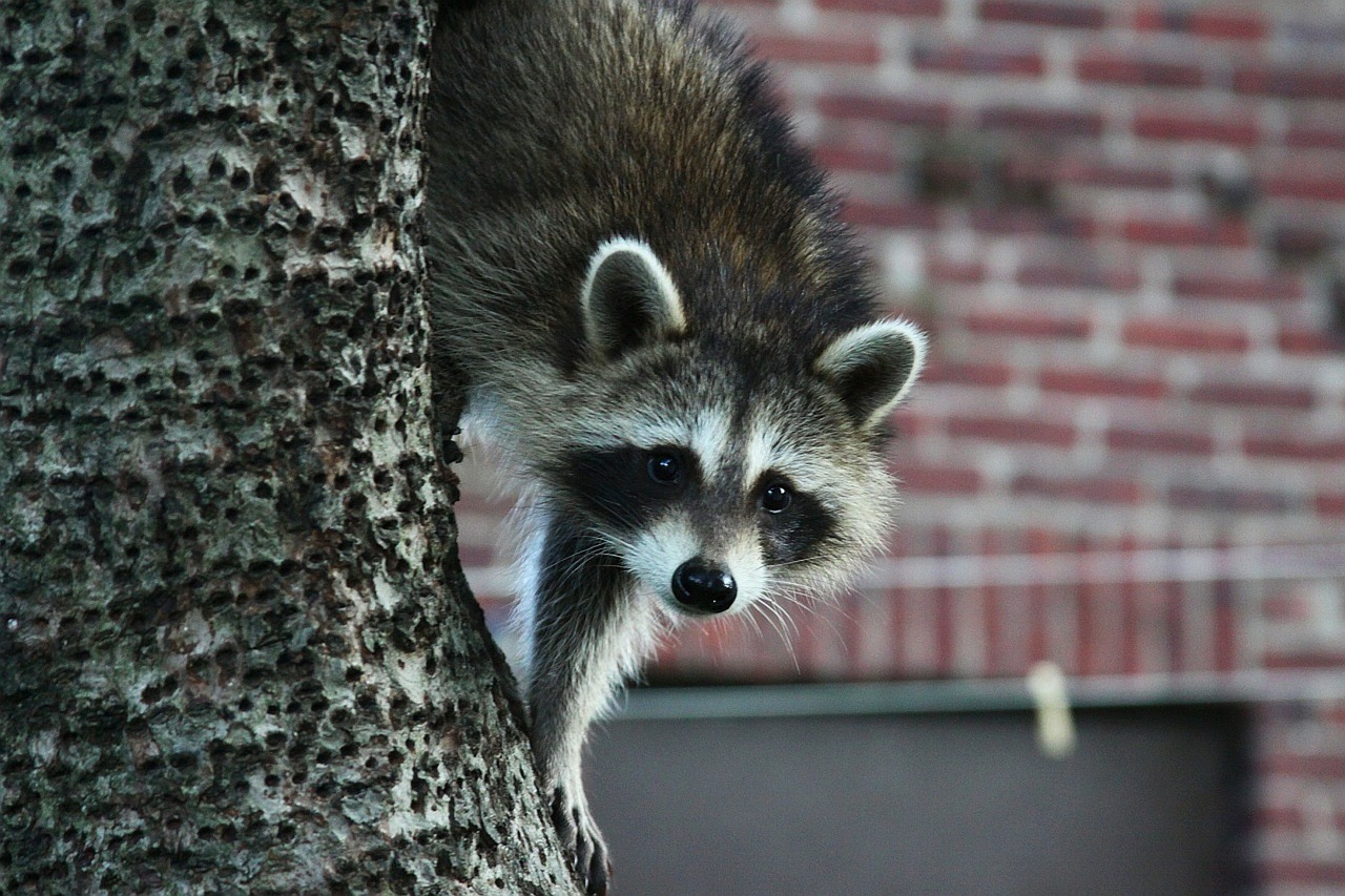 Raccoon in tree Southeast Michigan