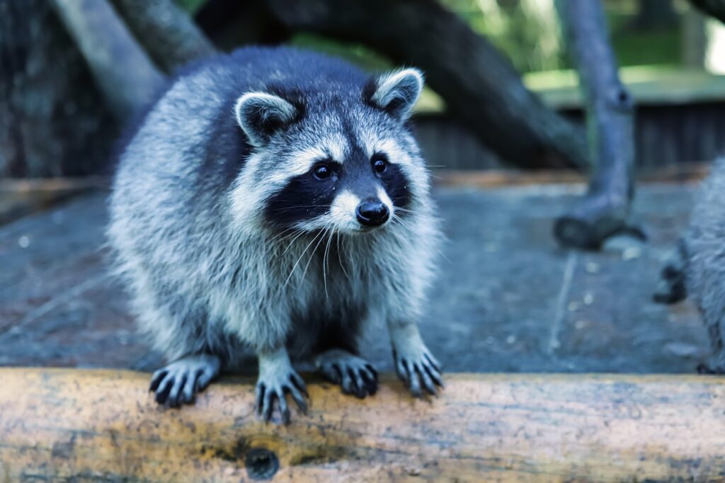 raccoon, mammal, nature