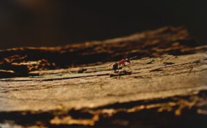 ant, wood ant, insect