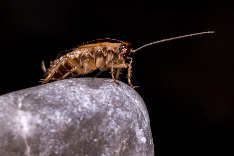 blattella germanica, german cockroach, unhygienic