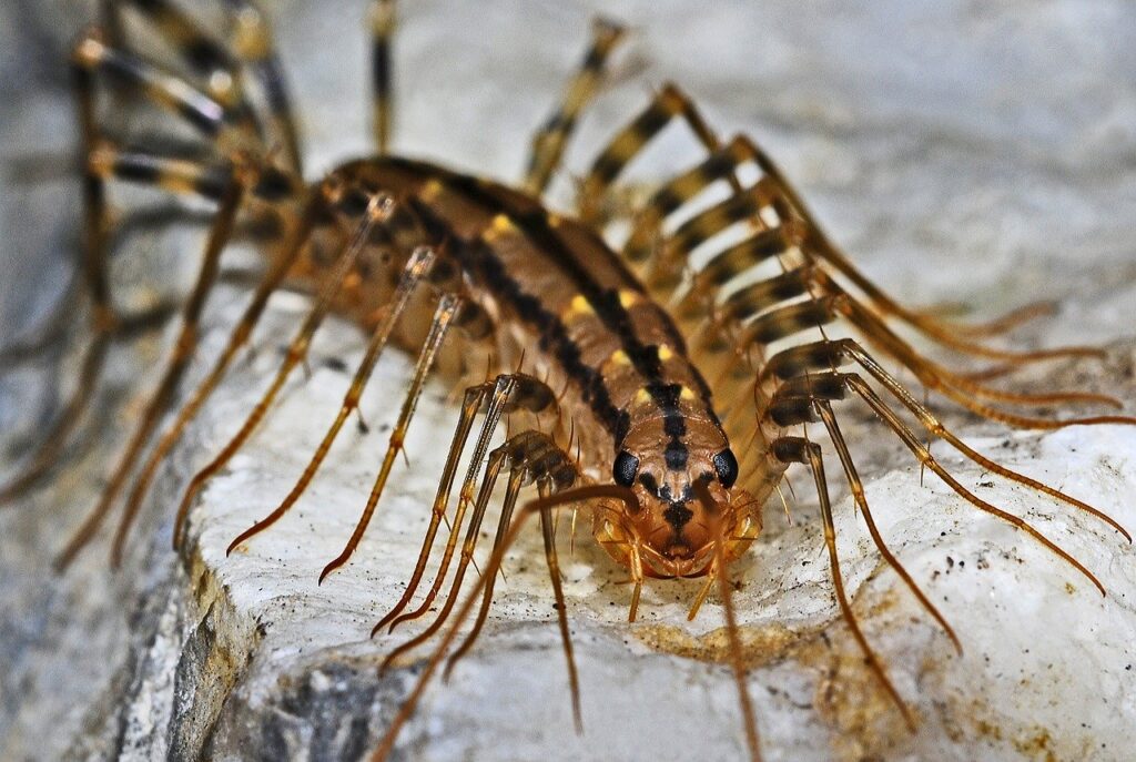 centipede, insect, macro