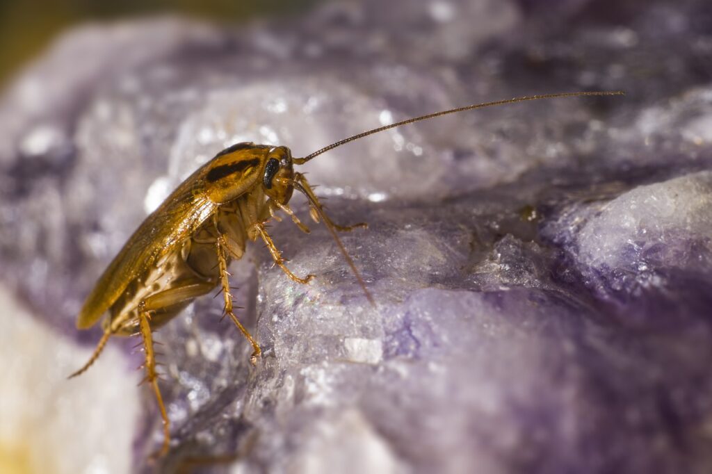 german cockroach, blattella germanica, parasite bug
