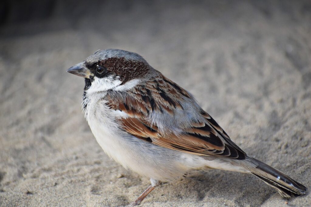 male, sparrow, bird