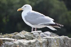 seagull, castle wall, wales
