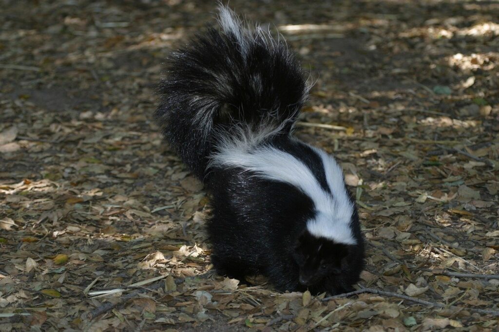 skunk, wildlife, portrait