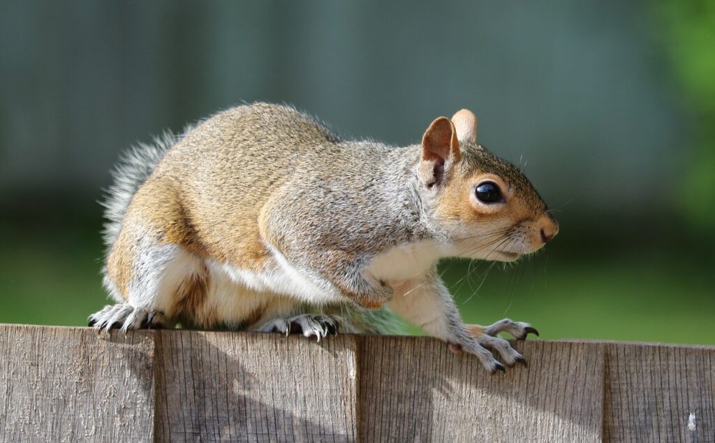 squirrel, grey, brown