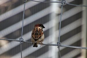 bird, the sparrow, nature