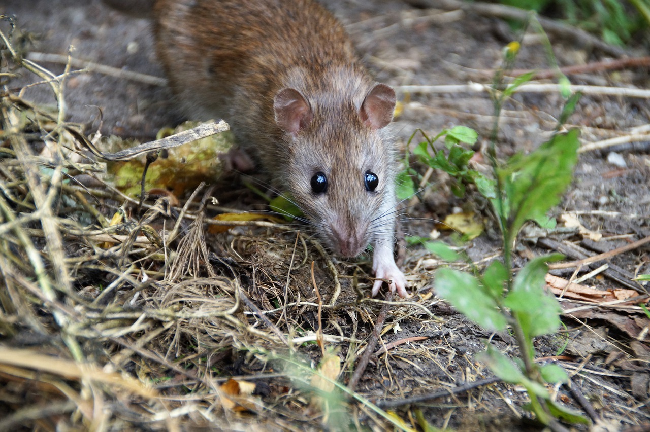 Rats and Mice