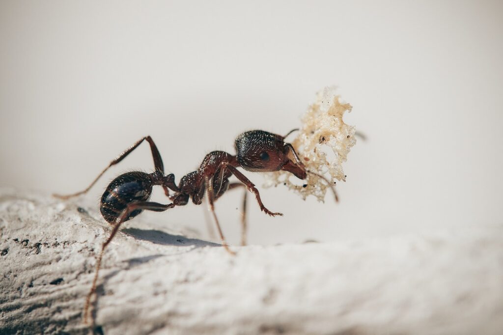 ants, macro, insects-5061910.jpg