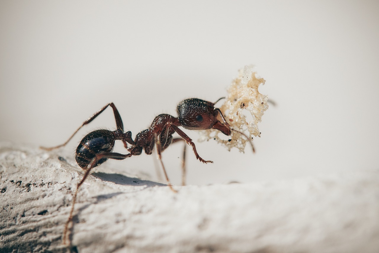 Insects and Spiders