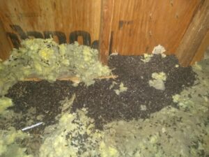 Wildlife Droppings in Attic