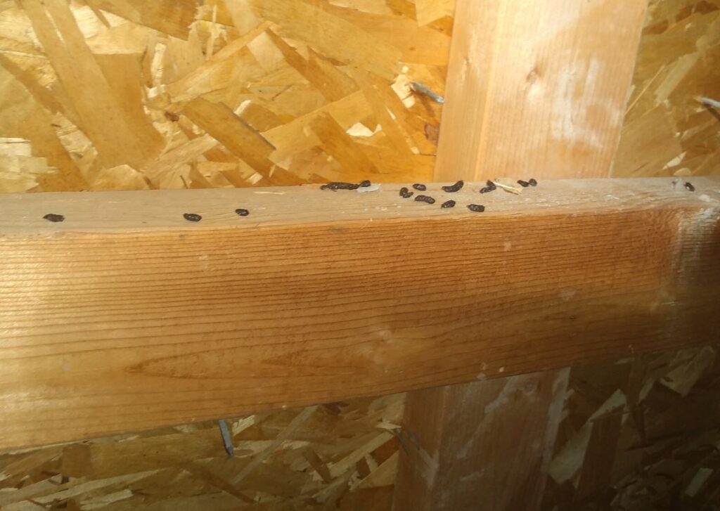 Mouse droppings in attic space