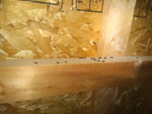 Mouse droppings in an attic