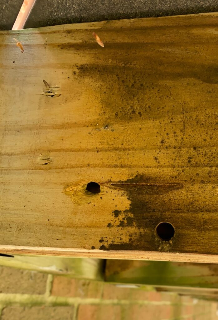 Carpenter bee damage on a deck joist.