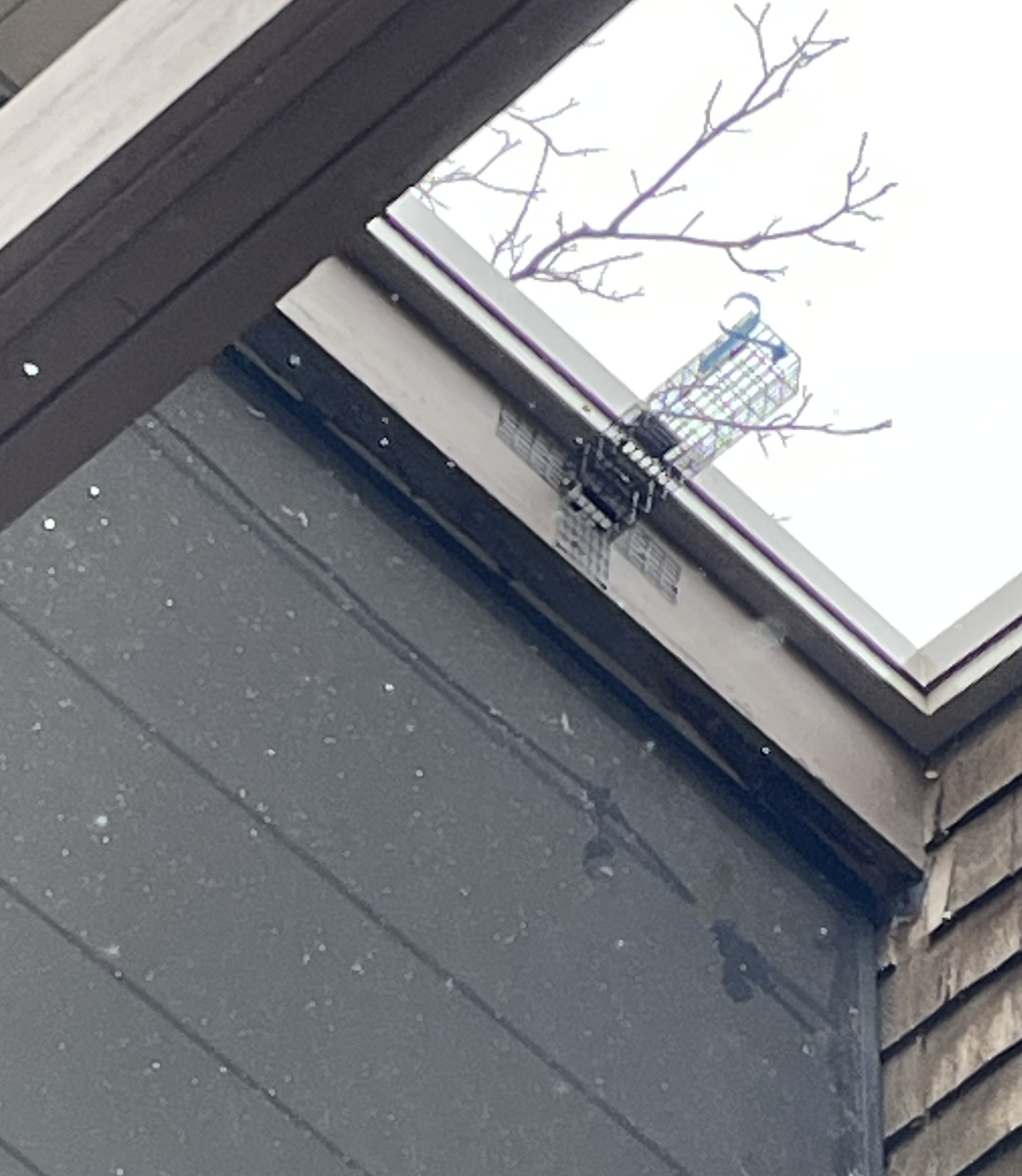 Squirrel trap at entry point Regal Pest Control