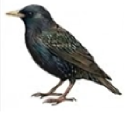 Bird control Michigan