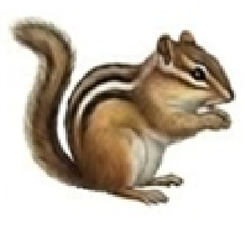 Chipmunk removal