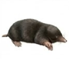 Moles