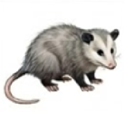 Opossum removal