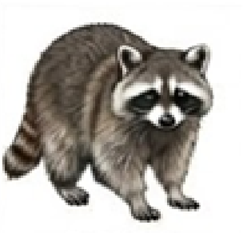Raccoons