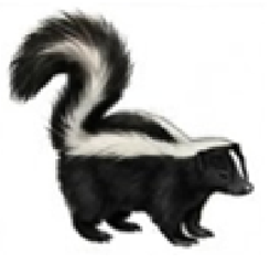 Skunk removal
