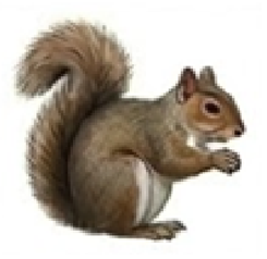 Squirrels