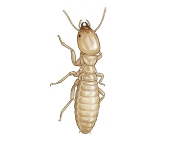 Termite inspection Michigan