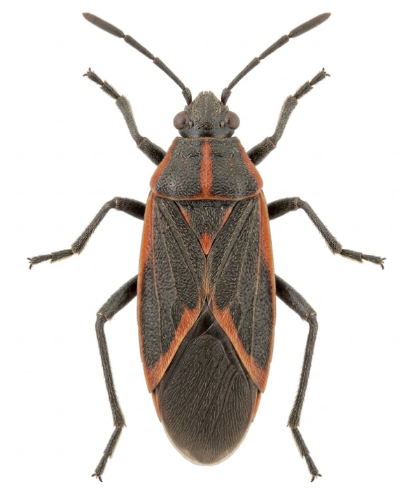Boxelder bug control Michigan