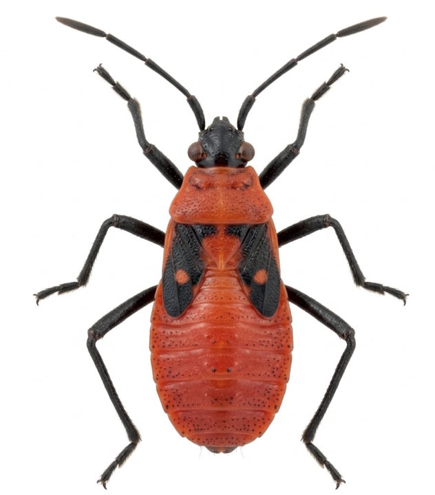 Boxelder bug nymph identification Michigan