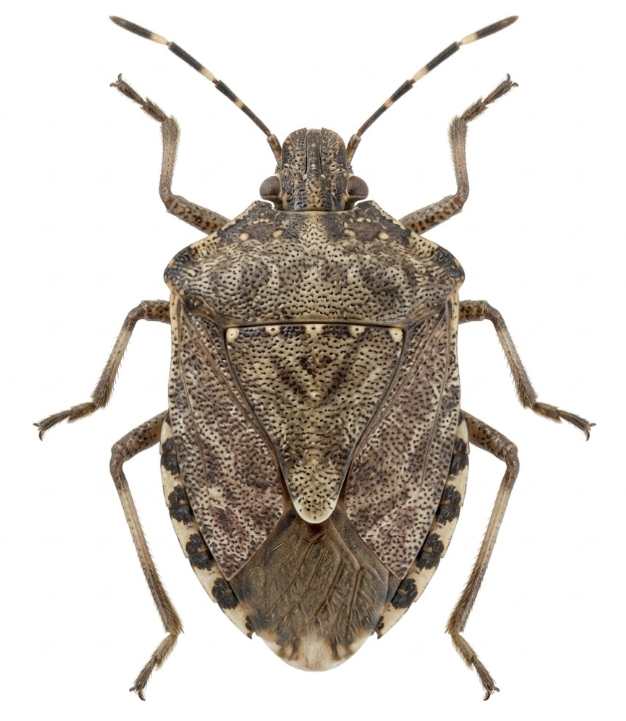 Brown marmorated stink bug identification Michigan