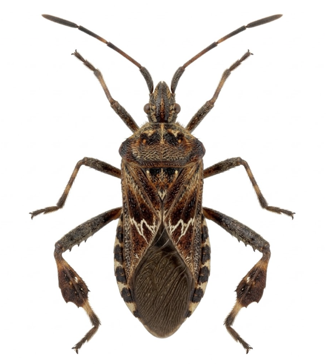 Western conifer seed bug identification Michigan