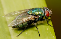 blow fly