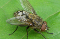 cluster fly