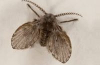 drain fly