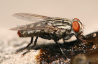 flesh fly