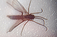 fungus gnats