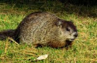 groundhog, woodchuck, whistlepig