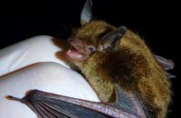 little brown bat 1