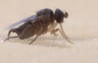 phorid flies_