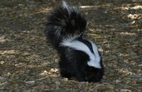skunk, wildlife, portrait